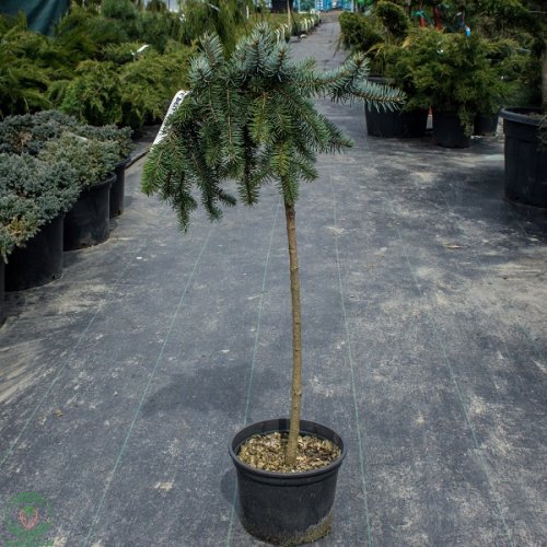 Smrek pichľavý (Picea pungens) ´PENDULA´ - 125-145 cm, kont. C5L – na kmienku